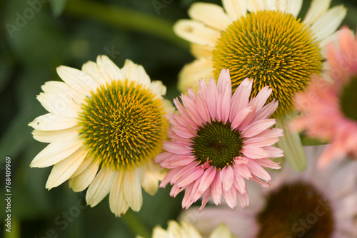 Coneflower Aloha and Seeker's Rainbow. Echinacea purpurea