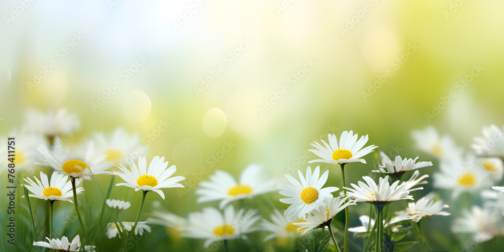 white and yellow flowers in the meadow flower photography floral arrangements blured background - obrazy, fototapety, plakaty 