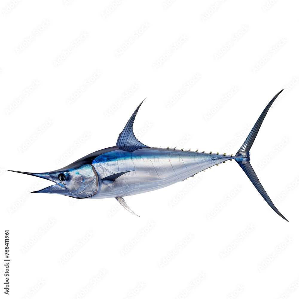 Blue Marlin isolated on transparent background, cut out, png Blue Marlin isolated on transparent background, cut out, png