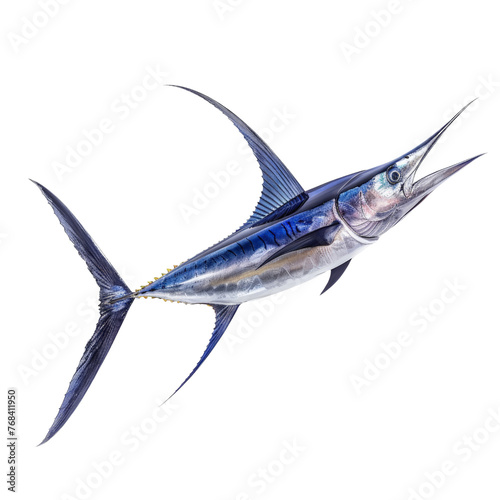 Blue Marlin isolated on transparent background, cut out, png photo
