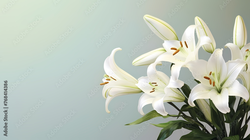 Fototapeta premium Top view of beautiful lilies blooming on plain background