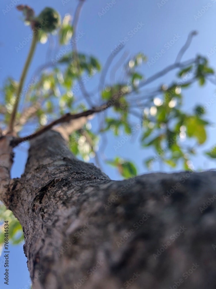Fototapeta premium tree branch with sky