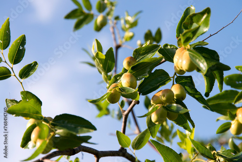 View of the jujubes hanging on the branch against the sky photo