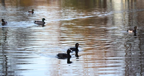 Tufted ducks and mallard ducks swimming in the lake in a a quiet early spring afternoon