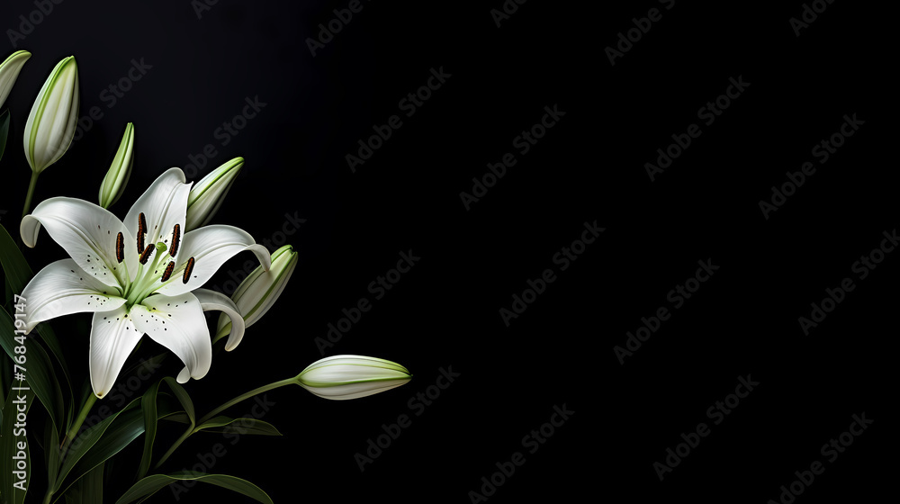 Obraz premium Lily flowers on pastel background