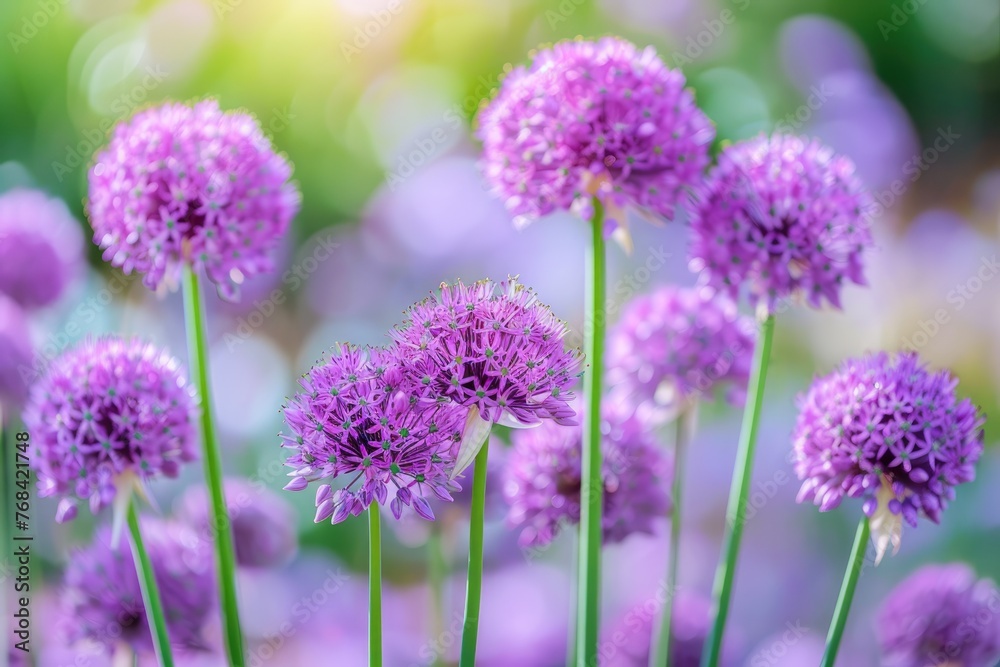 Balls of blossoming Allium flowers Balls of blossoming Allium flowers