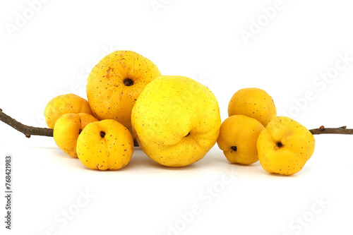 Golden-yellow ripe quince fruits isolated on white