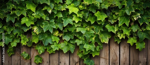 A rustic wooden fence is obscured by lush green ivy, growing alongside another wooden fence in a charming display of natural beauty