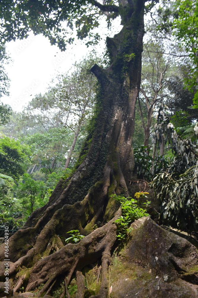 photo of a big tree in the forest photo of a big tree in the forest