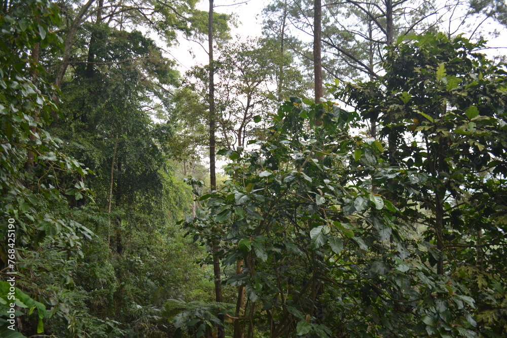 Naklejka premium photo of a view in the forest