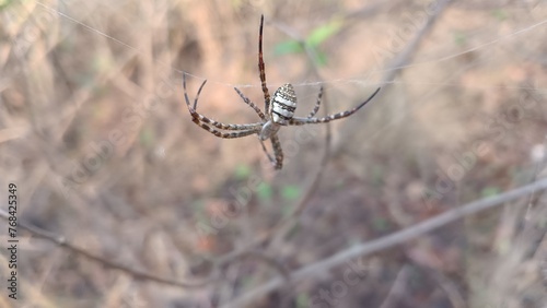 spider in the web