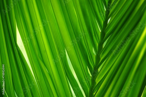 Beautiful natural leaves in summer 