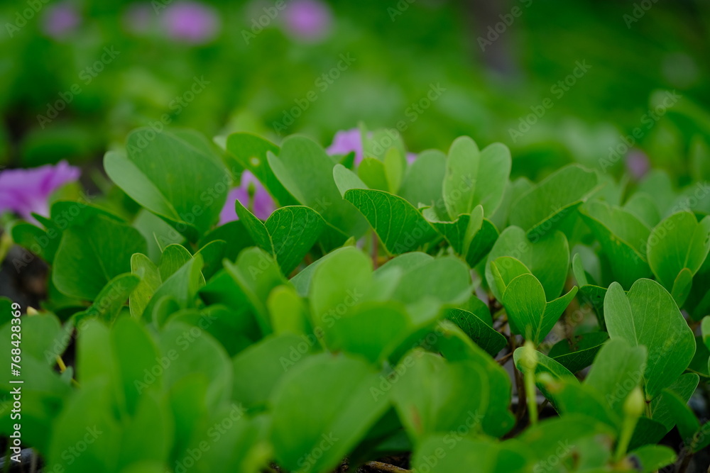 Katang-katang or Tapak Kuda is a creeping plant that is often found on sandy beaches. Ipomoea pes-caprae. Beautiful violet flowers with fresh green leaves. the shape is similar to trumpet. 