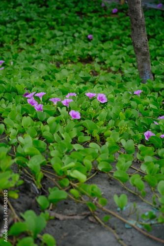 Katang-katang or Tapak Kuda is a creeping plant that is often found on sandy beaches. Ipomoea pes-caprae. Beautiful violet flowers with fresh green leaves. the shape is similar to trumpet. 