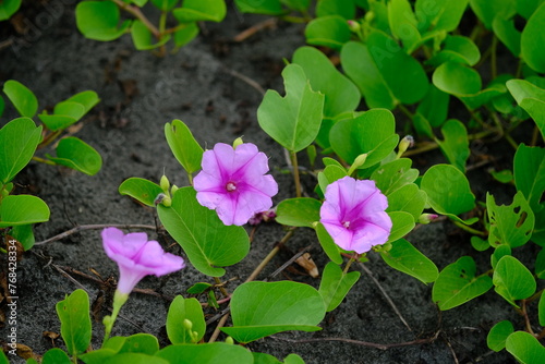 Katang-katang or Tapak Kuda is a creeping plant that is often found on sandy beaches. Ipomoea pes-caprae. Beautiful violet flowers with fresh green leaves. the shape is similar to trumpet.  photo