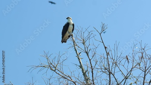 American osprey sea hawk on tree branch, calling and spreading wings, flying away 4k