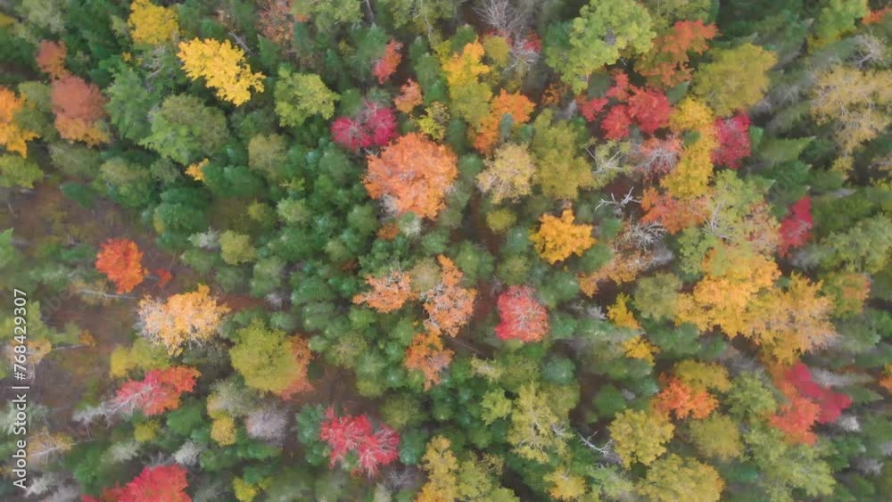 Aerial shot of a spectacular autumn forest as the drone rotates 360 degrees while descending Aerial shot of a spectacular autumn forest as the drone rotates 360 degrees while descending