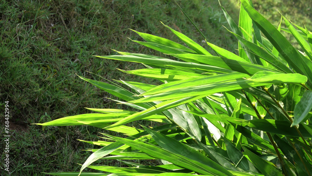 Obraz premium Green foliage in sunlight