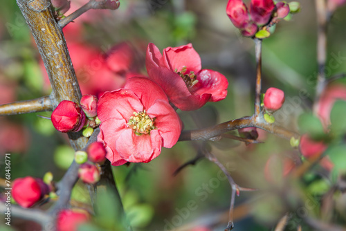  Flowering Quince announces the beginning of spring. Chaenomeles x superba Nicoline, Flowering Quince, Ornamental Quince, Chaenomeles speciosa photo