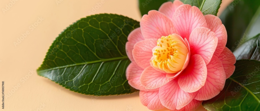 A pink flower on a yellow background with green leaves and a yellow stamen in focus A pink flower on a yellow background with green leaves and a yellow stamen in focus