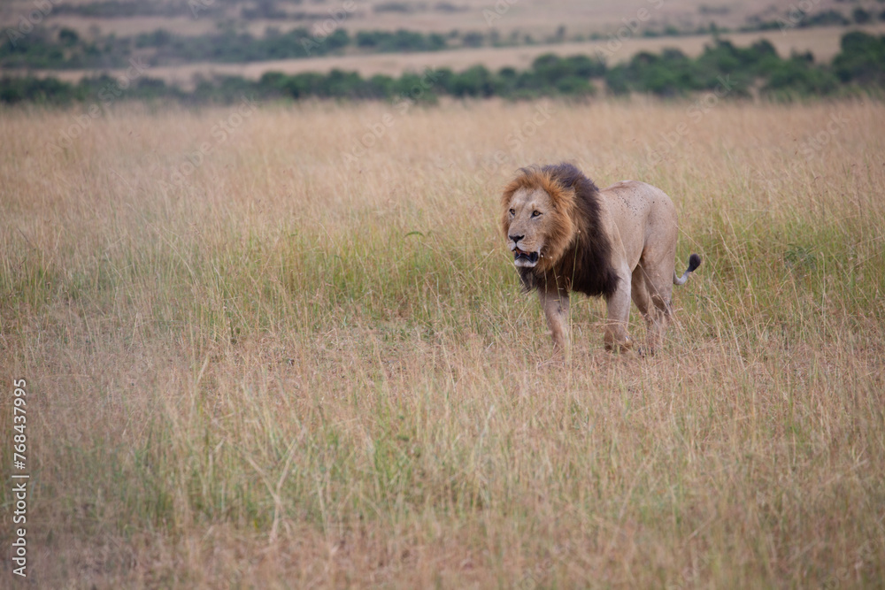 Fototapeta premium Big lion lying on savannah grass. Landscape with characteristic trees on the plain and hills in the background