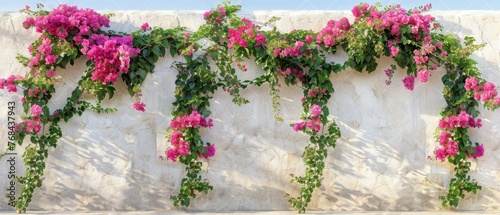  Pink flowers adorn one wall while a white wall stands adjacent A green vine climbs the side of the latter