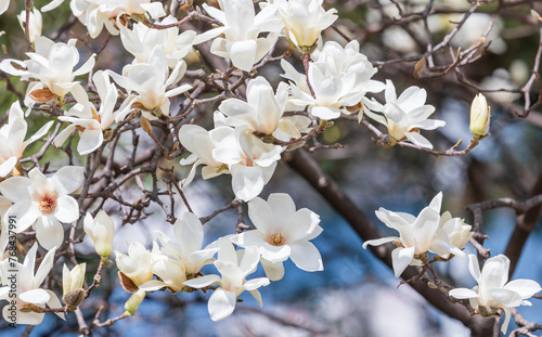 A white magnolia in full bloom. warm sunshine - mokryeon, Yulan magnolia, Magnolia denudata photo