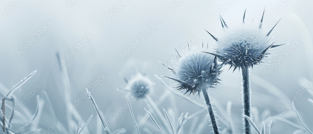   A macro shot of several blooms in hazy weather, adorned with dew-kissed petals