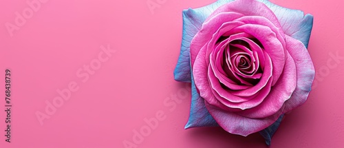   Close-up image of a pink bloom on a pink backdrop  showcasing a blue center in the flower s middle