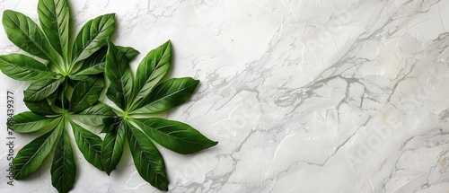  Green leaves on white marble counter with plant