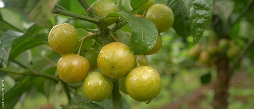   A close-up of various fruits dangling from a tree with lush green foliage and droplets of water splashing on them