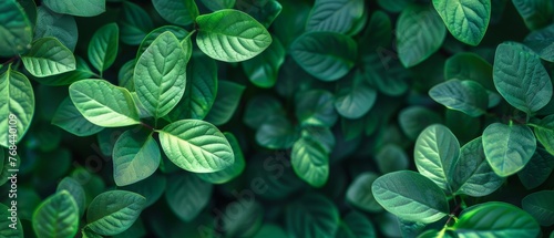   A close-up of a lush green plant with abundant leaves on both its upper and lower surfaces photo