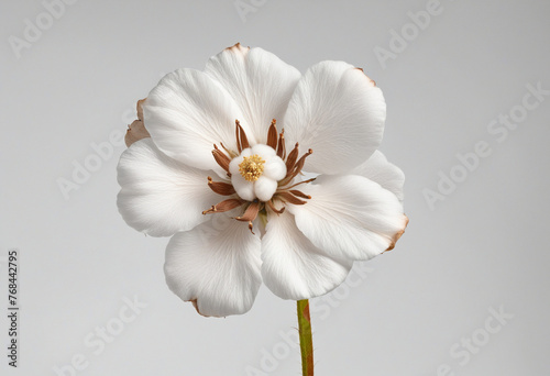Cotton flower isolated on white background, clipping path, full depth of field colorful background