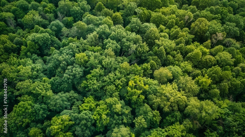 From a birds eye view in the seventh picture the forest appears patchy and sp with large areas completely devoid of any plant life as a result of pests feeding on and destroying From a birds eye view in the seventh picture the forest appears patchy and sp with large areas completely devoid of any plant life as a result of pests feeding on and destroying