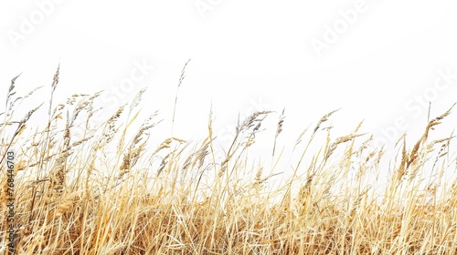 brown grass on white background   Generative ai  