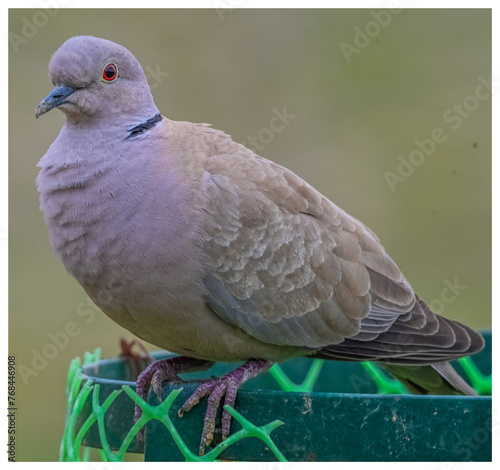 Eurasian Collared Dove