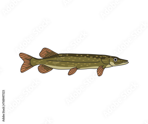 Fierce Northern Pike fish vector illustration, showcasing its distinctive markings and predatory nature. Perfect for fishing enthusiasts, wildlife themes, and outdoor designs.