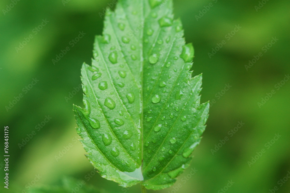 Macro photo of mint leaves covered with dewdrops Macro photo of mint leaves covered with dewdrops