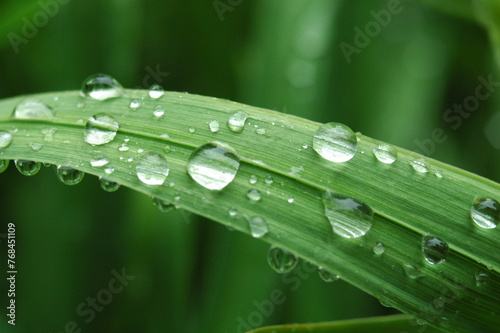 Macro photo of dewdrops on grass leaves