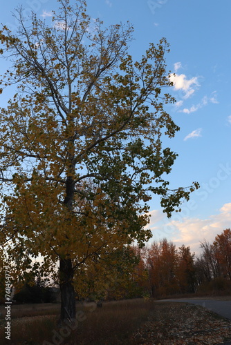 Fall season with trees and skiy photo
