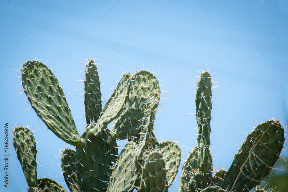 cactus cactus