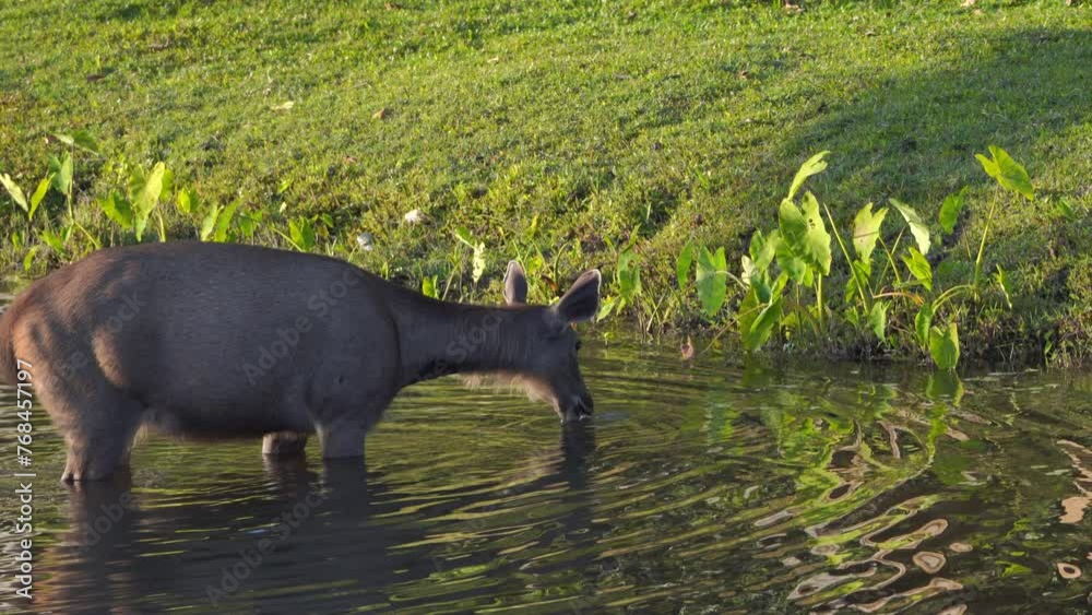 Deer are eating plants in the water at Khao Yai National Park Deer are eating plants in the water at Khao Yai National Park