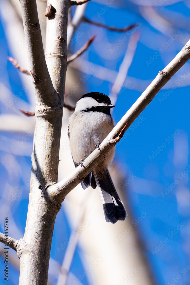 Fototapeta premium Chickadee 