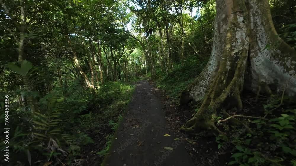 path in the forest between bushes and large trees path in the forest between bushes and large trees