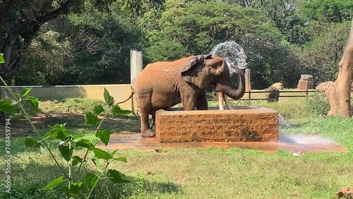 A Male African Elephant is enjoying bathing and spraying itself with water in a natural habitat photo