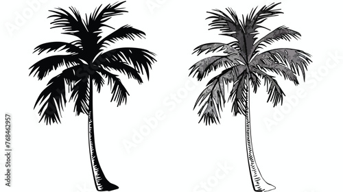 Drawing of a palm tree on a white background  © Aliha