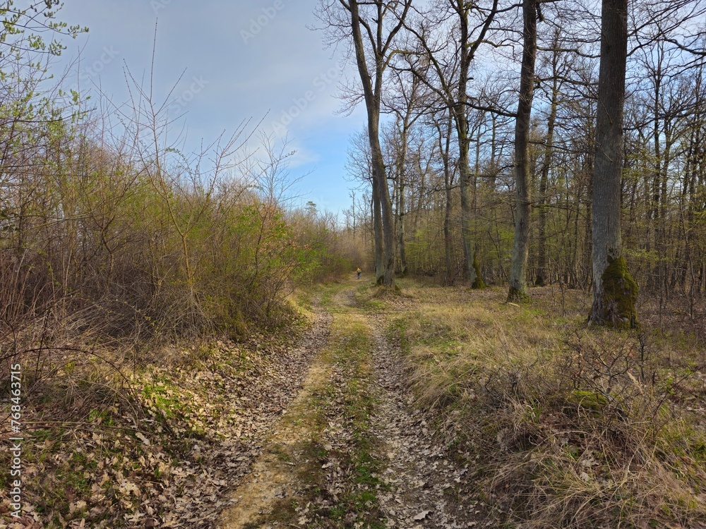 path in the forest path in the forest
