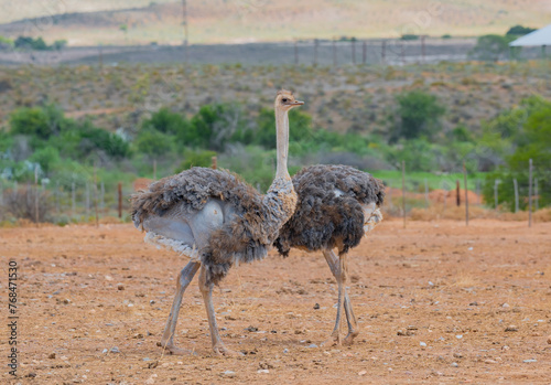 Afrikanische Strauße auf einer Straußenfarm in der Halbwüstenlandschaft Oudtshoorn Südafrika photo