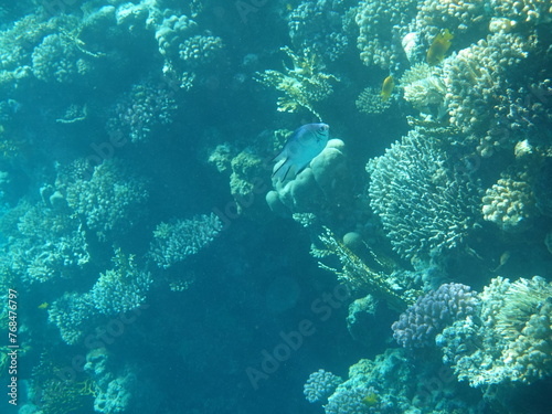 scuba diver and coral