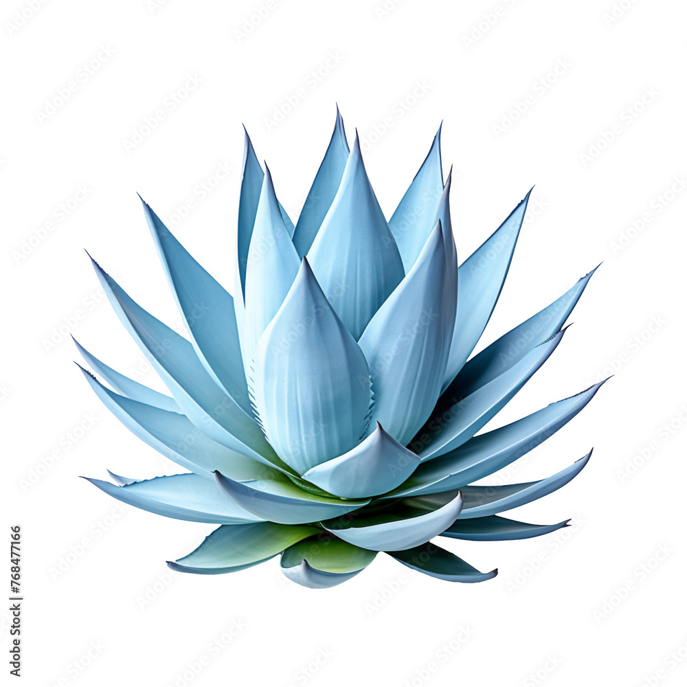 Blue agave isolated on transparent background Blue agave isolated on transparent background